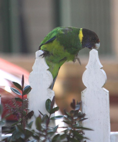 Riverview Tourist Park - VIC Tourism 35