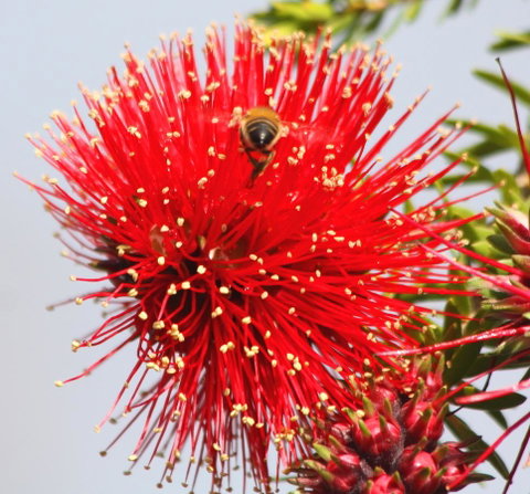 Riverview Tourist Park - VIC Tourism 36