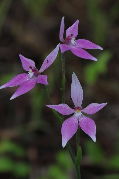 Sapphire Chalets, Augusta - VIC Tourism 17