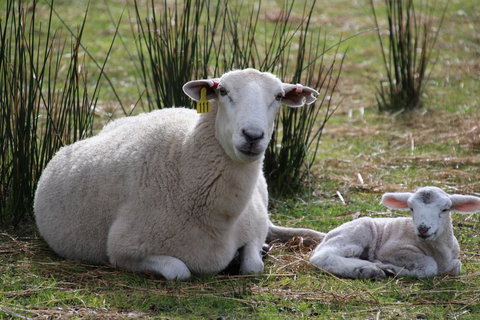 Sapphire Chalets, Augusta - VIC Tourism 11