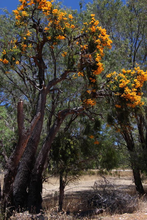Sapphire Chalets, Augusta - VIC Tourism 12