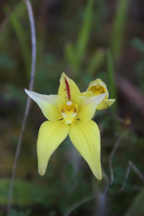 Sapphire Chalets, Augusta - VIC Tourism 18
