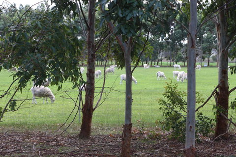 Sapphire Chalets, Augusta - VIC Tourism 10