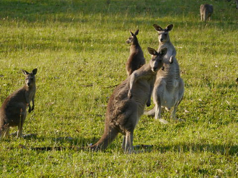 Dungowan Holiday Accommodation - VIC Tourism 27