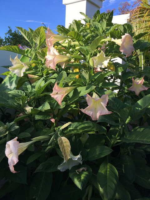 Bella Bali Gardens - VIC Tourism 22