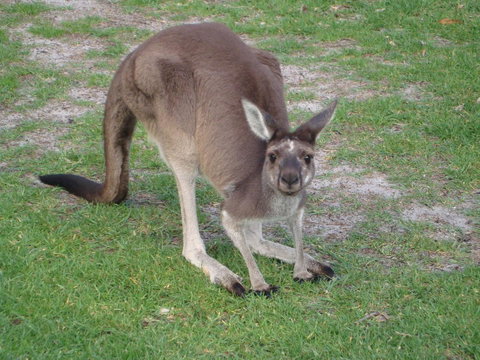 Bella Bali Gardens - VIC Tourism 39