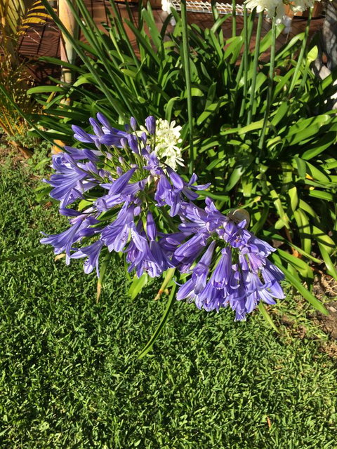 Bella Bali Gardens - VIC Tourism 21