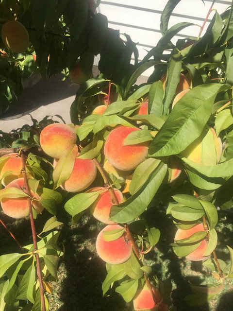 Bella Bali Gardens - VIC Tourism 26