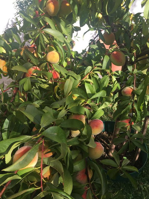 Bella Bali Gardens - VIC Tourism 25