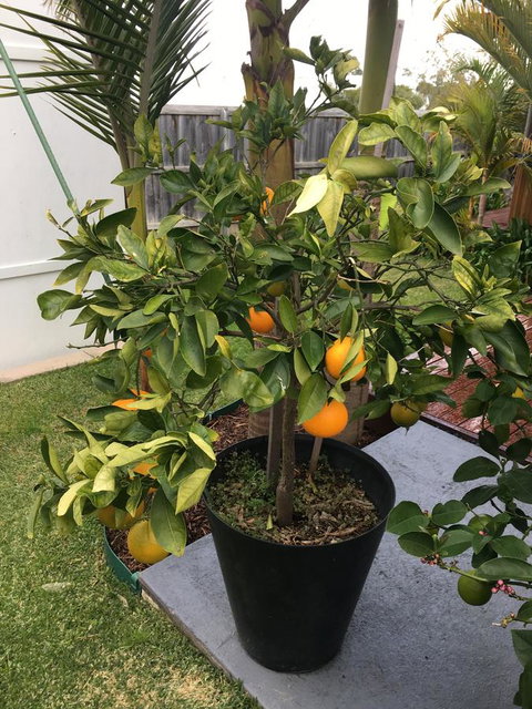 Bella Bali Gardens - VIC Tourism 24