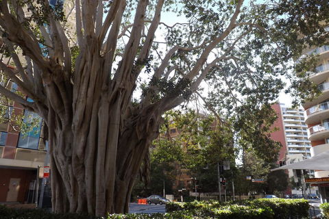 Fiori Apartments - VIC Tourism 29