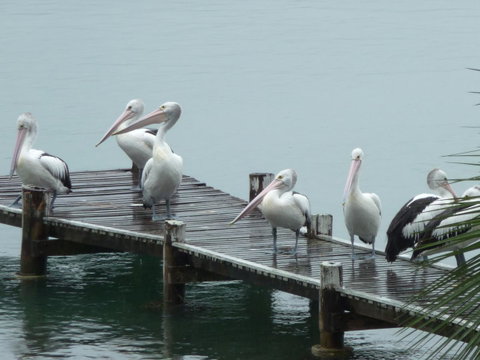 Pelican H2O One & Two Bedroom Apartments - VIC Tourism 6
