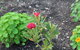Red Waratah - thumb 12