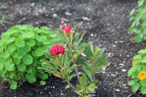 Red Waratah - VIC Tourism 12
