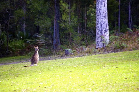 Jackson Ranch By Bannisters - VIC Tourism 31