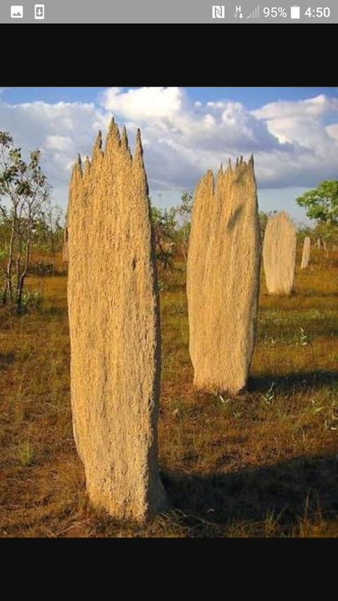 'Tropical Oasis - Darwin NT - VIC Tourism 33
