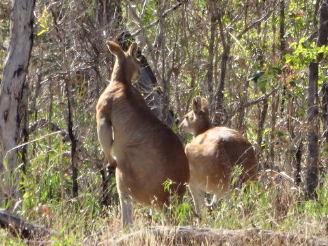 Mount Bundy Station - VIC Tourism 40