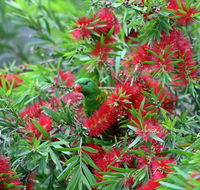 Bottlebrush B  B - VIC Tourism