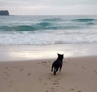 Breakers at Mudjimba Beach - VIC Tourism