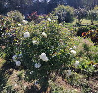 Carisbrook Country Retreat Motel - VIC Tourism