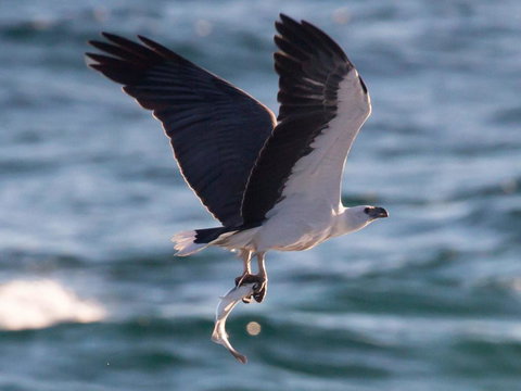 Ebbtide 6 - Opposite Main Beach - VIC Tourism 2