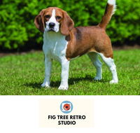Fig Tree Retro Studio - VIC Tourism