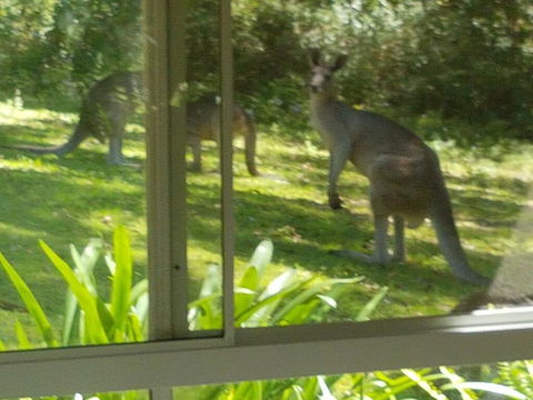 Forest View Bungalow - VIC Tourism 2