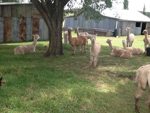 Glen Waverly Farmstay - VIC Tourism 3