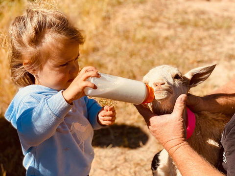 Glenview Alpaca Farm - VIC Tourism 1
