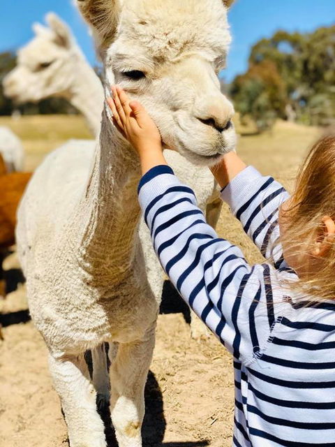 Glenview Alpaca Farm - VIC Tourism 3