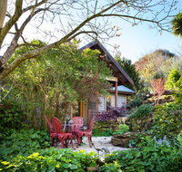 Hills End Camellia
