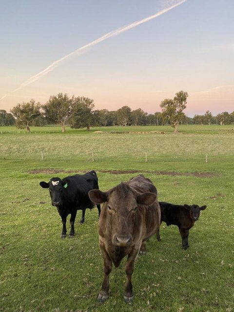 Holly House BnB - VIC Tourism 1