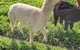Kerriley Park FarmStay - thumb 1