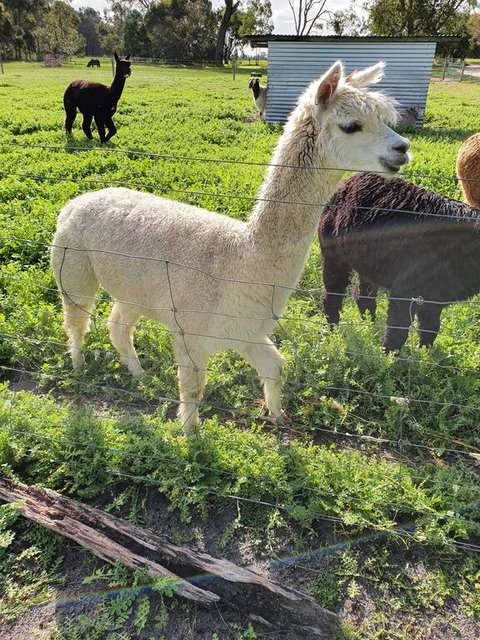Kerriley Park FarmStay - VIC Tourism 1