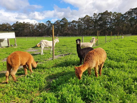 Kerriley Park FarmStay - VIC Tourism 3