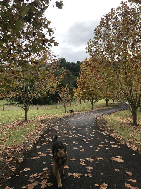 King Ludwigs Cottage - VIC Tourism 1