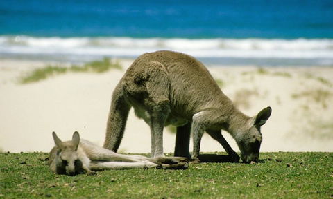 Merry Beach Ocean Front Large Home - VIC Tourism 2