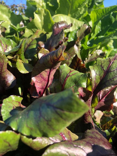 Moodemere Lake House - VIC Tourism 3