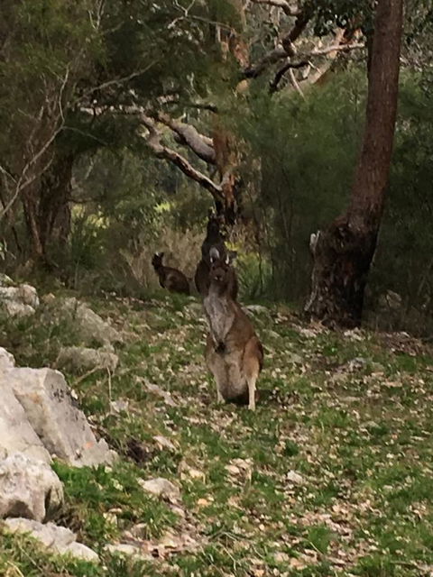 Kangaroo Valley Cottage - VIC Tourism 17