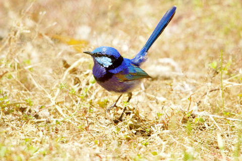 Yelverton Brook Conservation Sanctuary - VIC Tourism 23