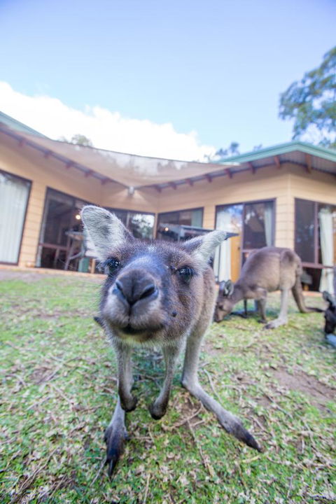 Yelverton Brook Conservation Sanctuary - VIC Tourism 17