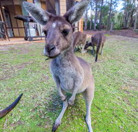 Yelverton Brook Eco Spa Retreat  Conservation Sanctuary - VIC Tourism