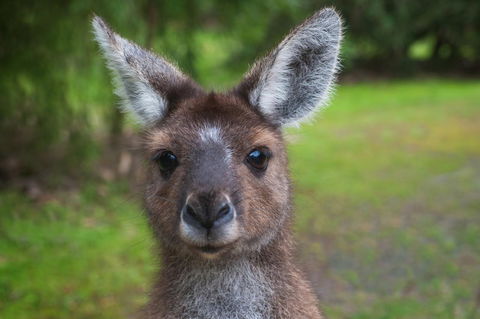 Yelverton Brook Conservation Sanctuary - VIC Tourism 25
