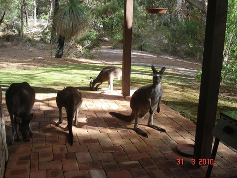 Yelverton Brook Conservation Sanctuary - VIC Tourism 22