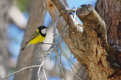 Yelverton Brook Conservation Sanctuary - VIC Tourism 35