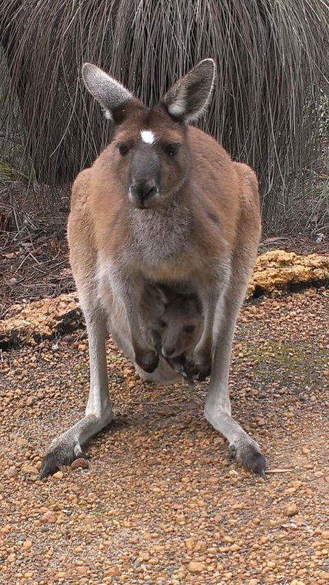 Yelverton Brook Conservation Sanctuary - VIC Tourism 27