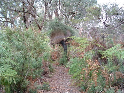 Yelverton Brook Conservation Sanctuary - VIC Tourism 41