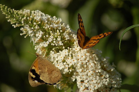 Cape Howe Cottages - VIC Tourism 31