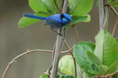 Cape Howe Cottages - VIC Tourism 14
