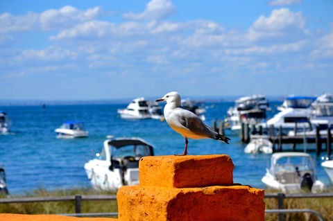 Palms Bed & Breakfast - VIC Tourism 25